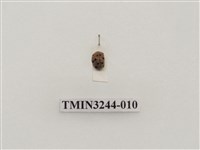 藏品(茄二十八星瓢蟲)的圖片